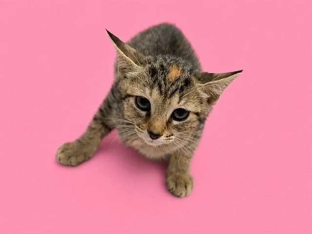 A baby small-sized female Domestic Short Hair cat named Mini for adoption in Miami, FL