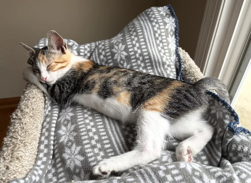 A baby medium-sized female Calico Domestic Short Hair cat named Tessa for adoption in Hamburg, NY