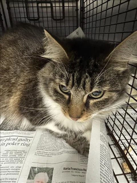 An adult small-sized female Domestic Medium Hair cat named Lylla for adoption in Los Angeles, CA