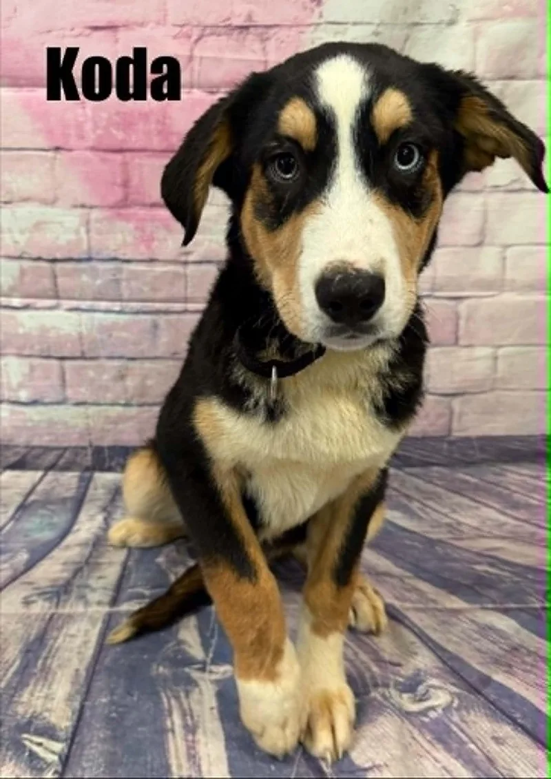 Koda