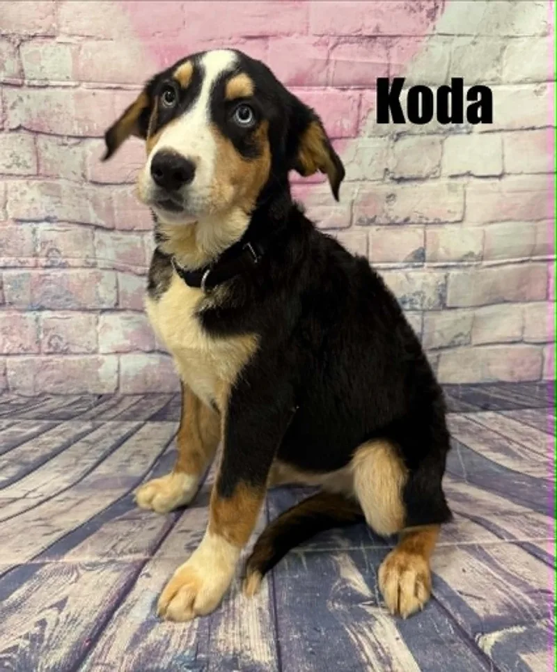 Koda thumbnail 2
