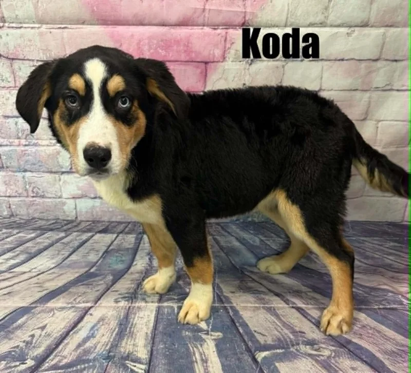 Koda thumbnail 3