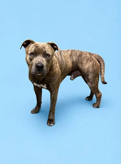 A young large-sized male Mixed Breed dog named Drake for adoption in Jacksonville, FL