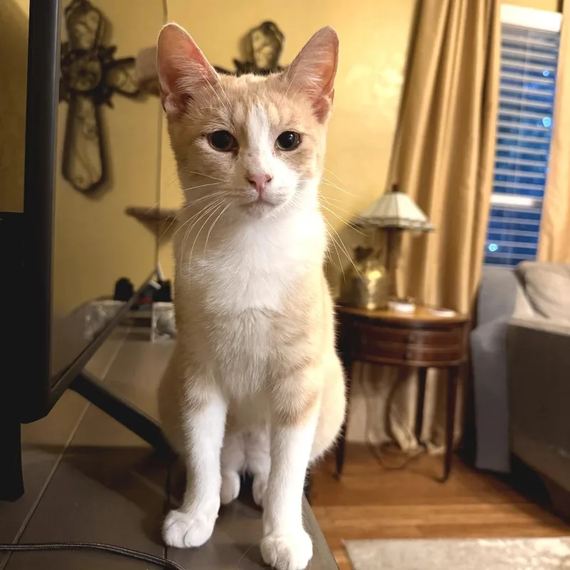 A young small-sized male Orange / Red Domestic Short Hair cat named Tarzan for adoption in Fort Worth, TX