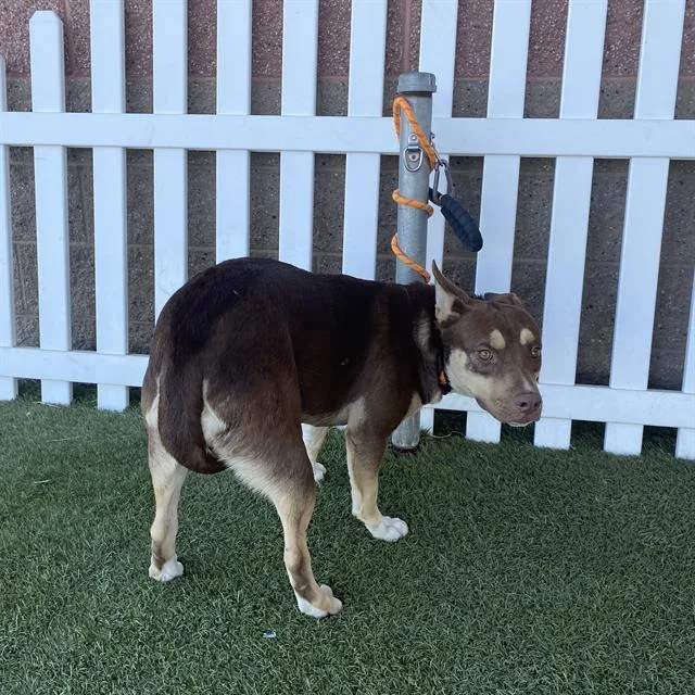 A young medium-sized female Siberian Husky dog named Coppertone for adoption in Modesto, CA