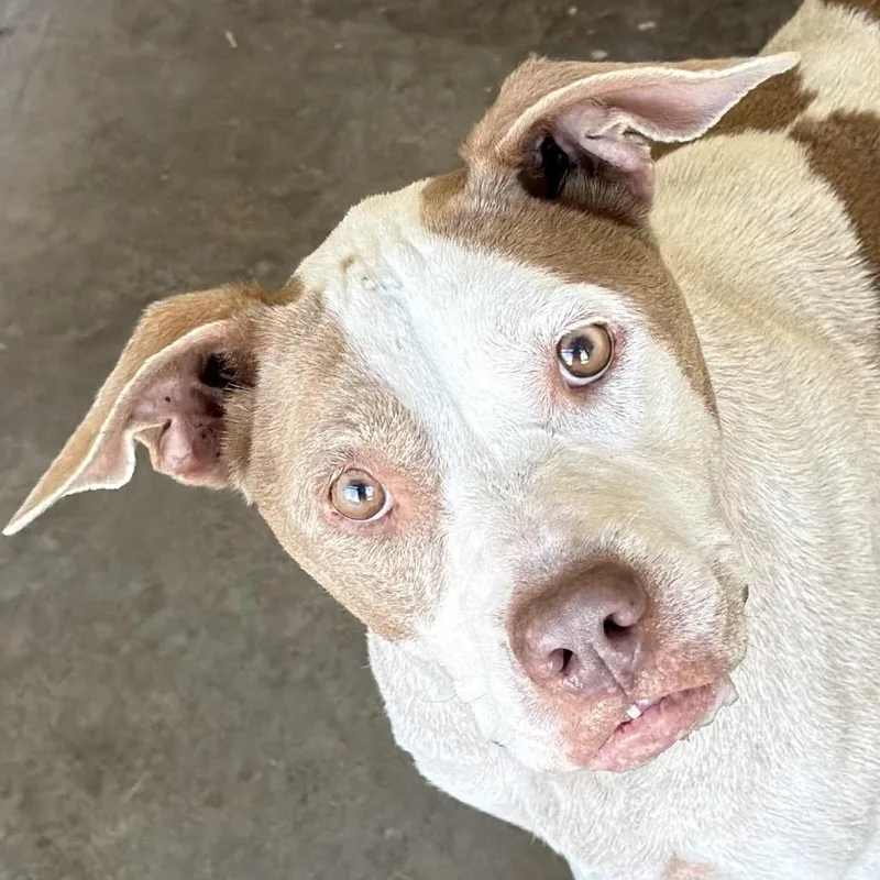 A senior small-sized female White / Cream Terrier dog named Sara for adoption in Bronson, FL