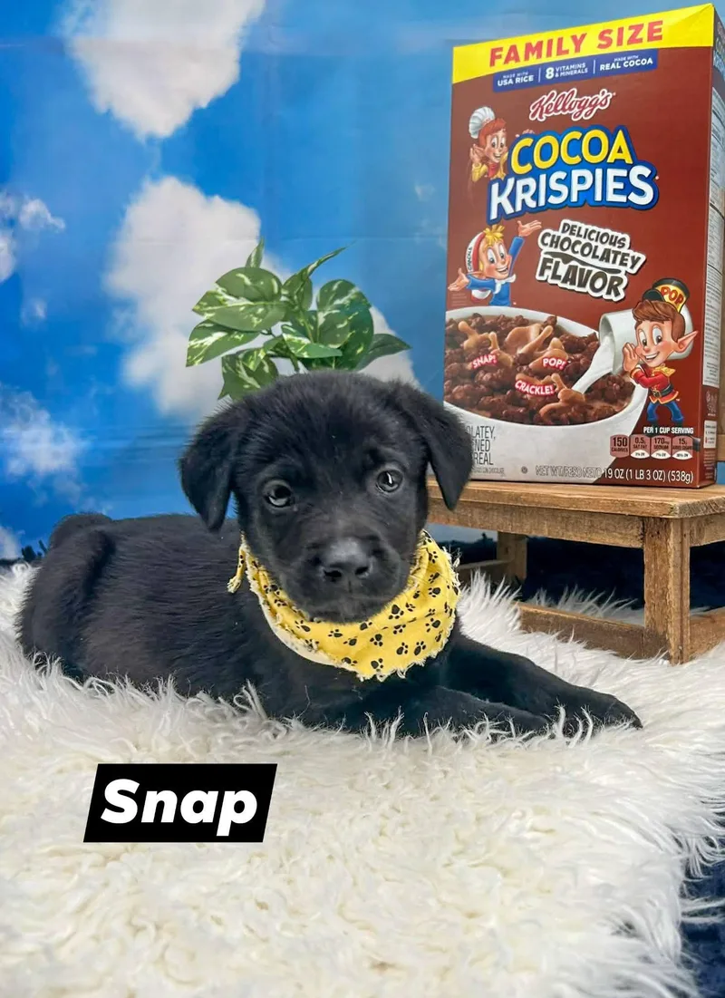 A baby small-sized male Black Shepherd dog named Snap for adoption in Sevierville, TN