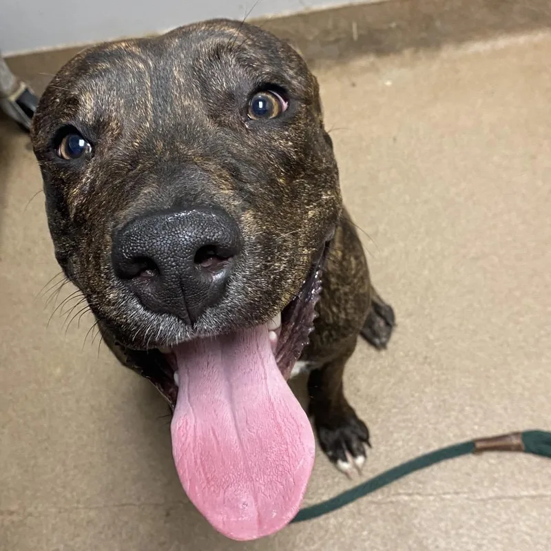 An adult medium-sized male Brindle Mixed Breed dog named Camo for adoption in Chattanooga, TN
