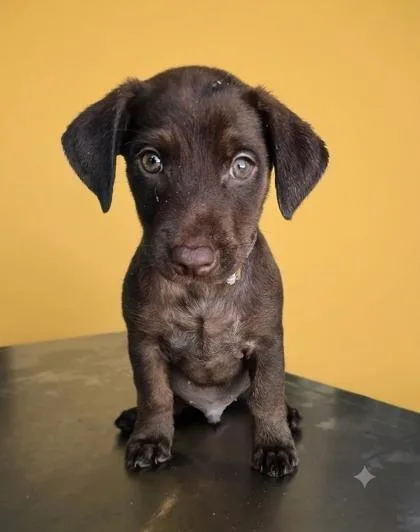 A baby small-sized male Brown / Chocolate Mixed Breed dog named Pinocchio for adoption in Raleigh, NC