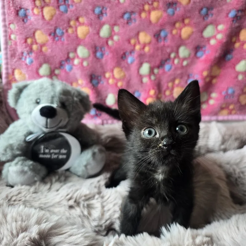 A baby small-sized female Black Domestic Short Hair cat named Chia for adoption in Spokane, WA