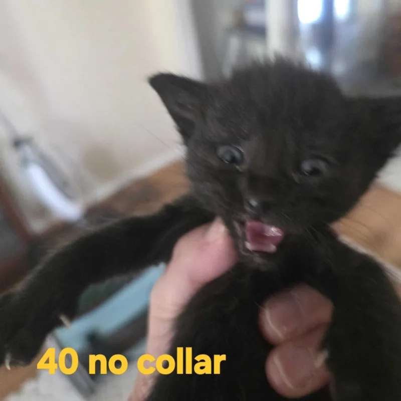 Chia thumbnail 3