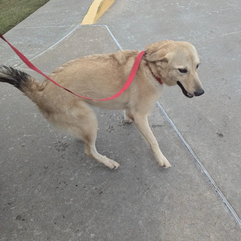 An adult large-sized female Mixed Breed dog named Autumn for adoption in Pauls Valley, OK