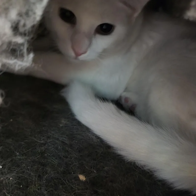 An adult medium-sized male White American Shorthair cat named Moon for adoption in Petersburg, IN
