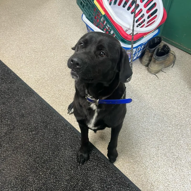 An adult large-sized female Black Newfoundland Dog named Dixie for adoption in Lewisburg, WV
