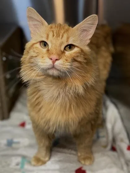 A young large-sized male Domestic Medium Hair cat named Dash for adoption in Missoula, MT