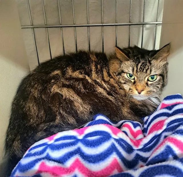An adult small-sized female Domestic Long Hair cat named Millie for adoption in Easton, MD