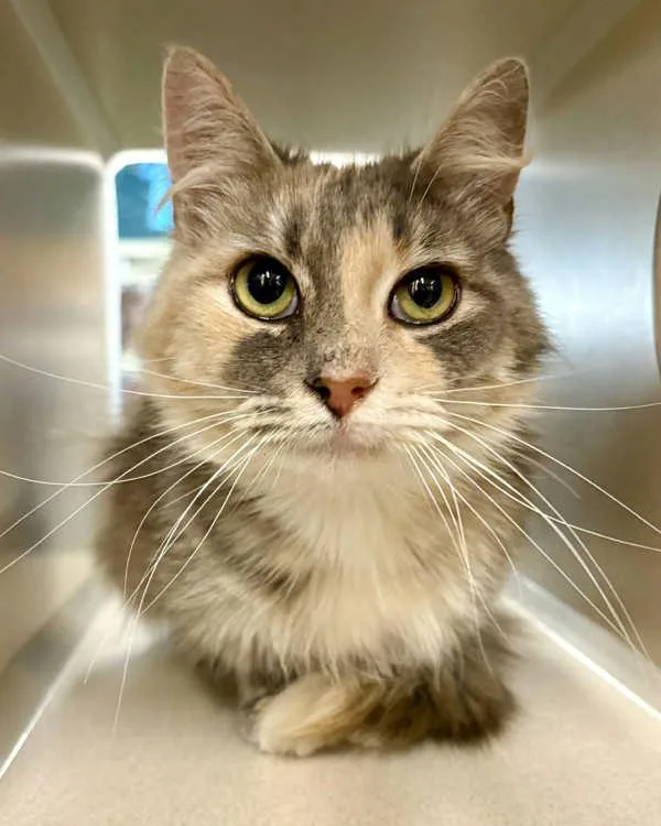 An adult small-sized female Domestic Medium Hair cat named Petra for adoption in Novato, CA