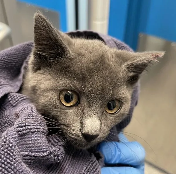 A baby small-sized female Domestic Short Hair cat named Baby for adoption in Golden, CO