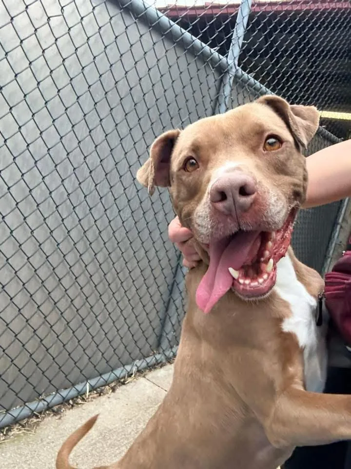 An adult medium-sized female Brown / Chocolate Pit Bull Terrier dog named Roxyrama for adoption in Chicago, IL