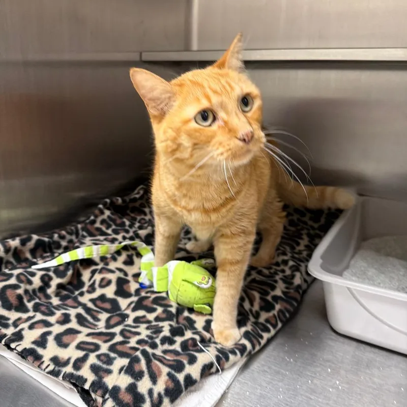 A senior medium-sized male Orange / Red Domestic Short Hair cat named Firestar for adoption in Naperville, IL