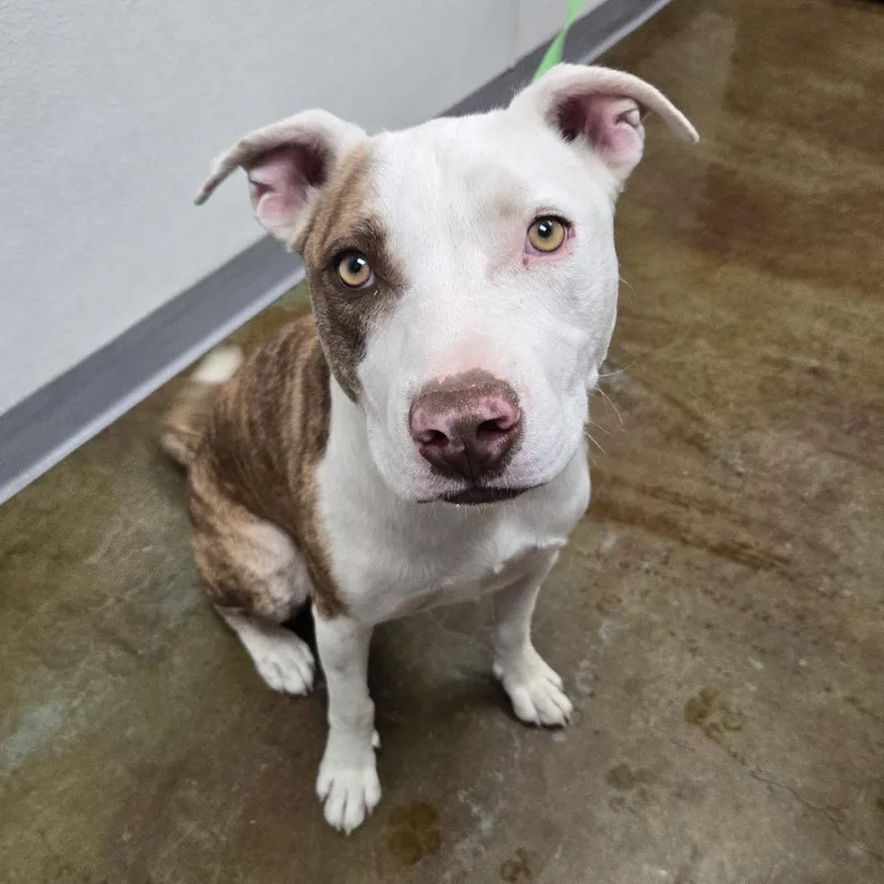 A young medium-sized male Brown / Chocolate Pit Bull Terrier dog named Calzone for adoption in Albuquerque, NM