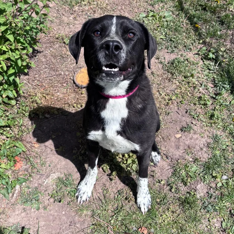 An adult small-sized male Black Labrador Retriever dog named Royce for adoption in Rock Falls, IL
