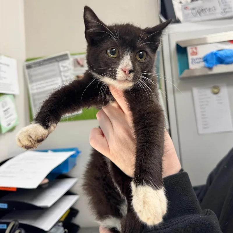 A baby small-sized male Black Domestic Short Hair cat named Conecuh Sausage for adoption in Columbiana, AL