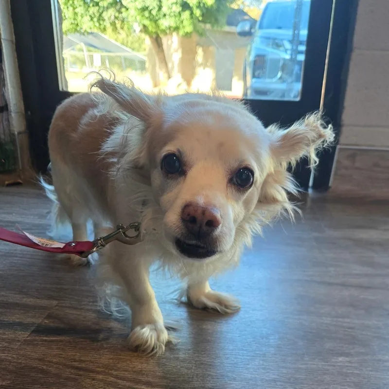An adult small-sized male Yellow / Tan / Blond / Fawn Pomeranian dog named HPCStray for adoption in San Jacinto, CA
