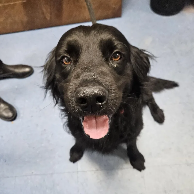 An adult medium-sized male Black Mixed Breed dog named Marty for adoption in Gainesville, FL