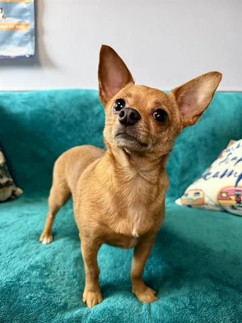 Lola