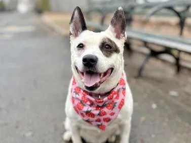 An adult medium-sized female Tricolor (Brown, Black, & White) Mixed Breed dog named Nymeria for adoption in New York, NY
