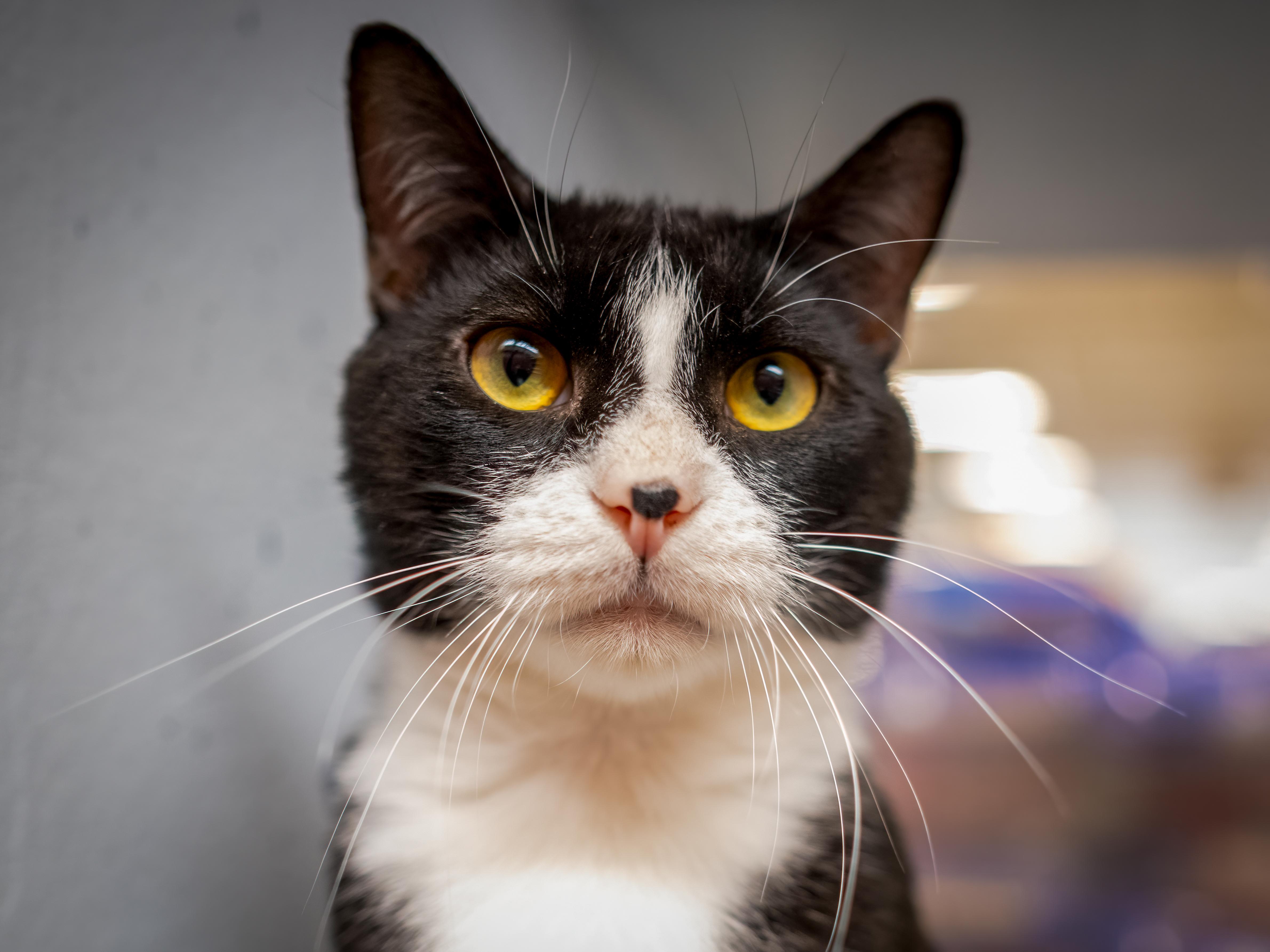 A young large-sized male Black & White / Tuxedo Tuxedo cat named Grimm for adoption in HANSON, MA