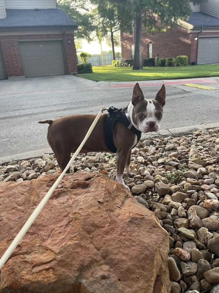 An adult small-sized female Boston Terrier dog named Emmi for adoption in Frisco, TX