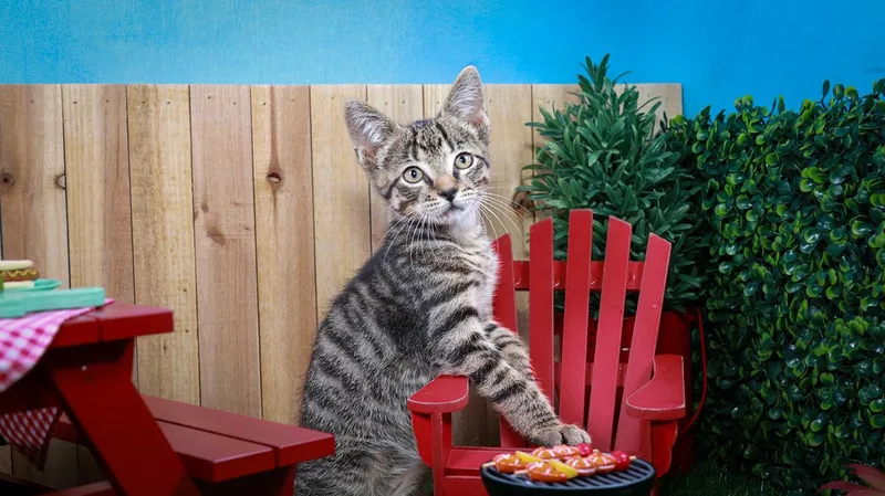 A baby medium-sized male Tabby (Brown / Chocolate) Tabby cat named Bootstrap Bill Turner for adoption in Parker, TX
