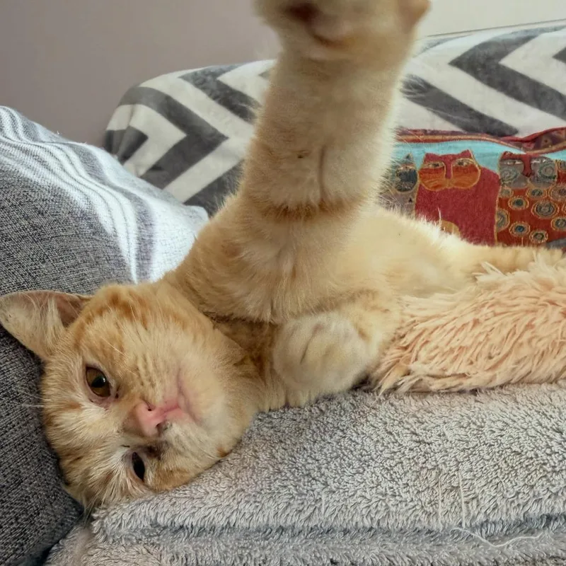 A young small-sized male Orange / Red Domestic Short Hair cat named Tucker for adoption in Richmond, VA