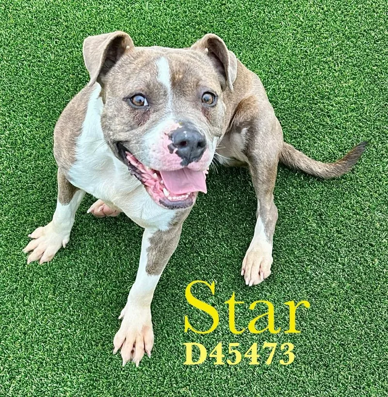 Star