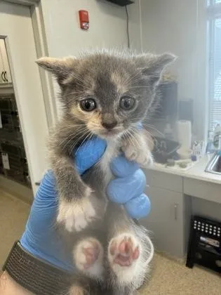 A baby small-sized female Domestic Short Hair cat named Squirtle for adoption in Lafayette, IN