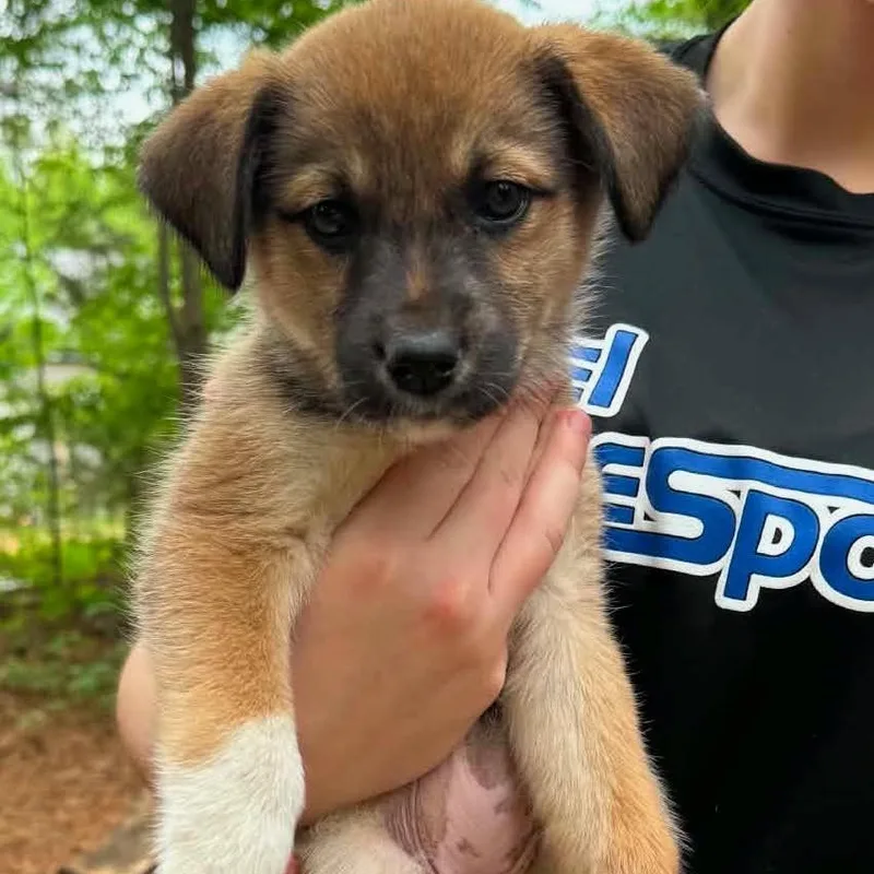 A baby medium-sized female Apricot / Beige Golden Retriever dog named Wendy for adoption in Hamilton , NJ
