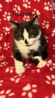 A baby medium-sized male Black & White / Tuxedo Tuxedo cat named Thaddeus for adoption in Oakland Park, FL