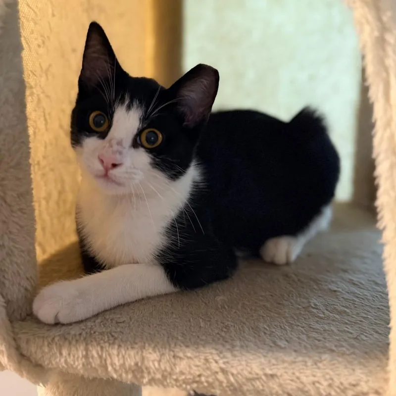 A baby small-sized male Black Domestic Short Hair cat named Panda for adoption in Long Beach, CA