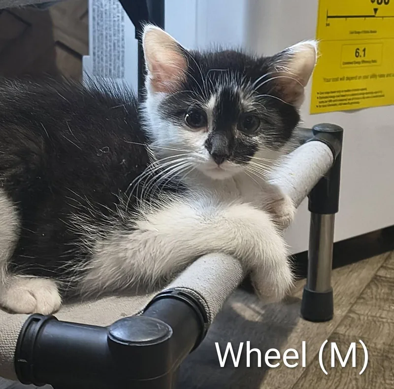 A baby medium-sized male Black & White / Tuxedo Domestic Short Hair cat named Wheel for adoption in Saugerties, NY