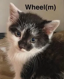 Wheel thumbnail 2