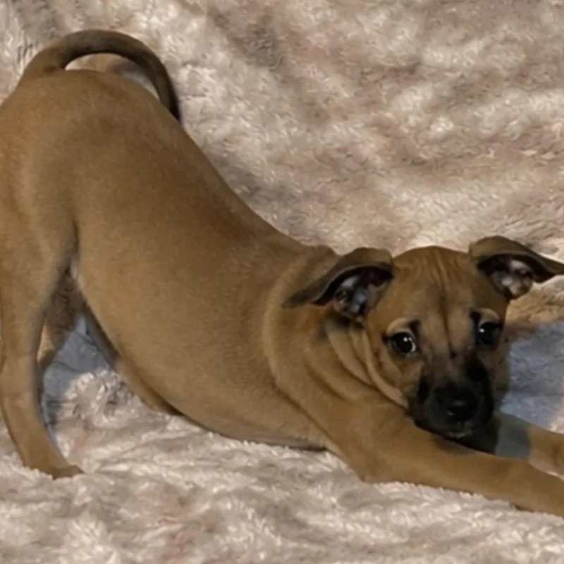 A baby small-sized male Yellow / Tan / Blond / Fawn Chorkie dog named Fred for adoption in Pelham, NH