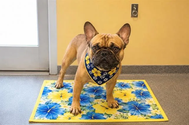 A young small-sized male French Bulldog dog named Machamp for adoption in Tustin, CA