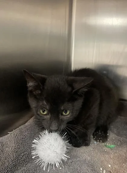A baby small-sized female Domestic Short Hair cat named Anatoli for adoption in Houston, TX
