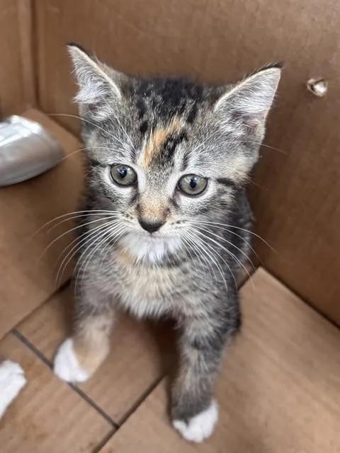 A baby small-sized female Domestic Short Hair cat named Willow for adoption in Fort Lauderdale, FL