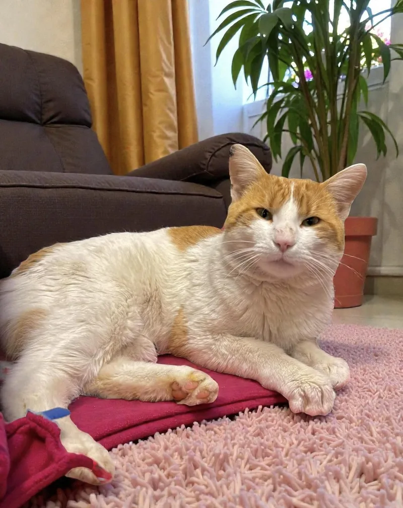 Butterscotch thumbnail 2