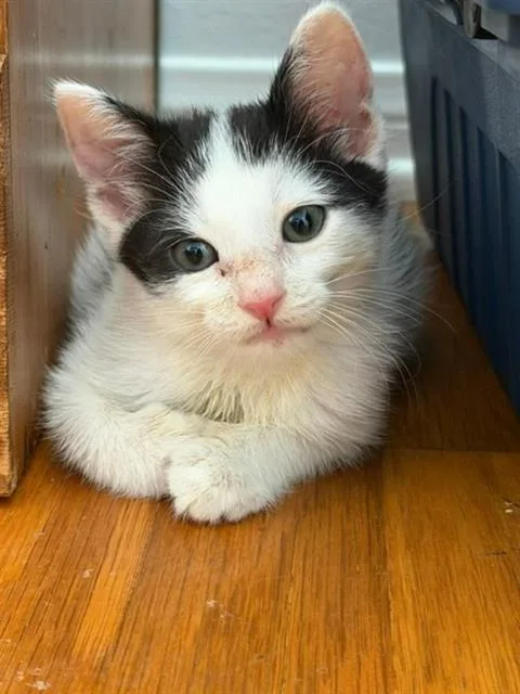 A baby small-sized female Domestic Short Hair cat named Gertrude for adoption in Camarillo, CA
