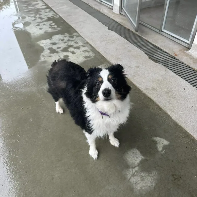 An adult small-sized female Black Australian Shepherd dog named Diana for adoption in Branford, CT