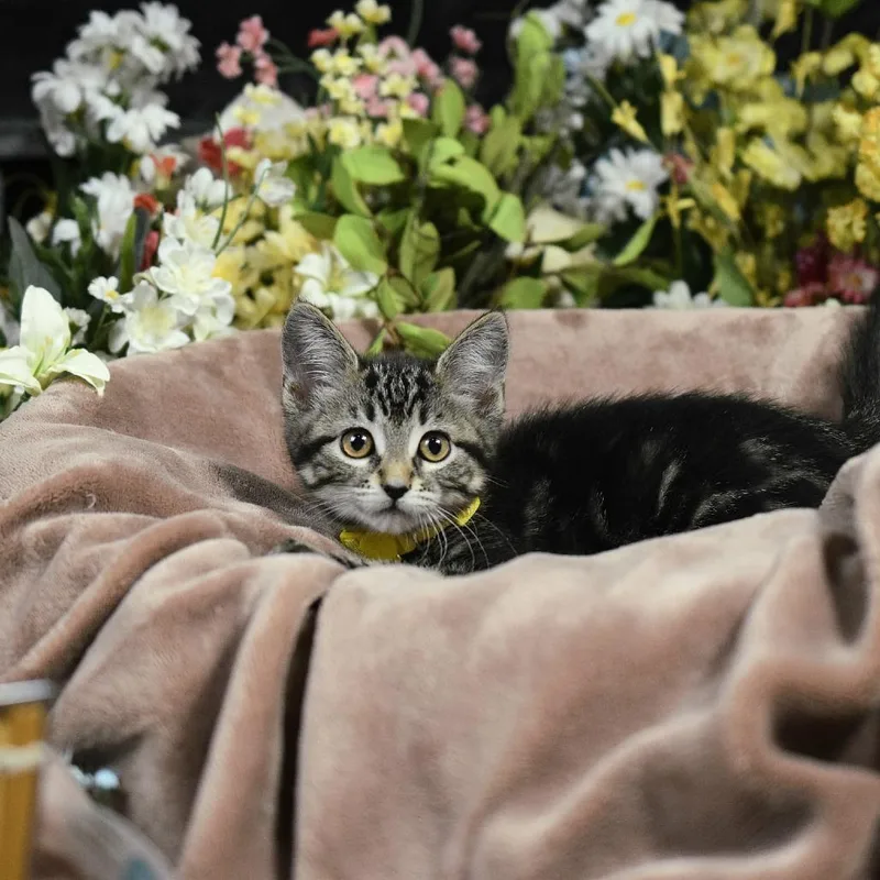 A baby small-sized female Gray / Blue / Silver Domestic Short Hair cat named Sister for adoption in Springfield, MO